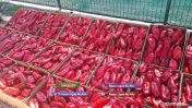 Rasad tomate, rosii, castraveti, ardei, vinete, varza - rasaduri 2026 