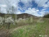 Vând 2 ha de teren cu Salcâm, Carmazanesti