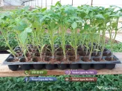 Rasaduri Rosii | Rasad Rosii Ardei Castraveti Vinete | Rasaduri Legume 