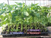 Rasaduri Rosii | Rasad Rosii Ardei Castraveti Vinete | Rasaduri Legume 