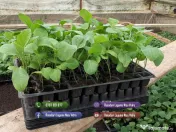 Rasaduri Rosii | Rasad Rosii Ardei Castraveti Vinete | Rasaduri Legume 