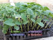 Rasaduri Rosii | Rasad Rosii Ardei Castraveti Vinete | Rasaduri Legume 