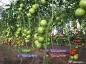 Rasaduri Rosii | Rasad Rosii Ardei Castraveti Vinete | Rasaduri Legume 