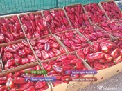 Rasaduri Rosii | Rasad Rosii Ardei Castraveti Vinete | Rasaduri Legume 