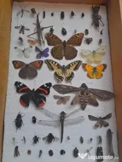 Insectar deosebit ptr. școală / facultate / agronomie / elevi