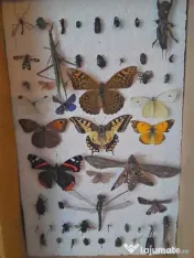 Insectar deosebit ptr. școală / facultate / agronomie / elevi