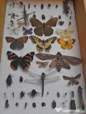 Insectar deosebit ptr. școală / facultate / agronomie / elevi