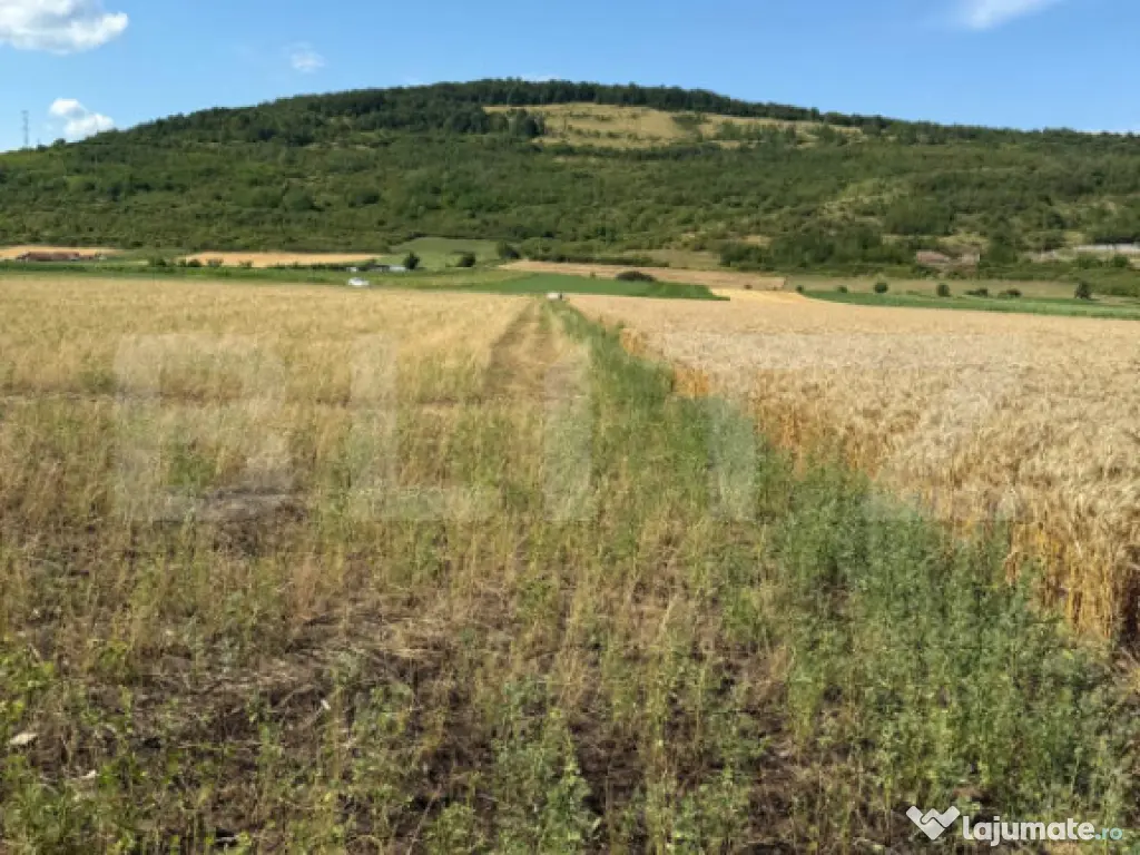 Teren intravin 2000 mp in Soimus