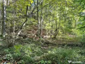 Teren pentru casa de vacanta pe Valea Bratcutei, Bihor 