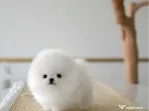 Pomeranian mini toy