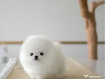 Pomeranian mini toy