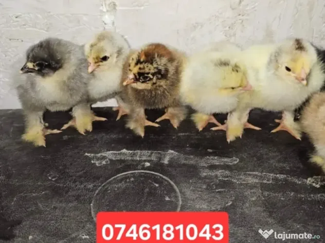 Pui încălțați inperechere cu brahma