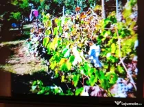 Teren cu vita de vie si livada 25arii