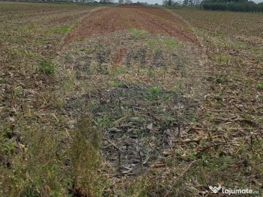 Teren extravilan 3000mp de vânzare la Sântion