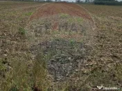 Teren extravilan 3000mp de vânzare la Sântion 