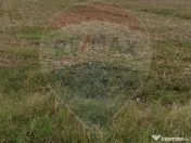 Teren extravilan 3000mp de vânzare la Sântion 