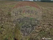 Teren extravilan 3000mp de vânzare la Sântion 