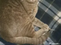 Motănel pentru adopție