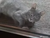 Motănel pentru adopție 