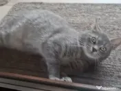 Motănel pentru adopție 