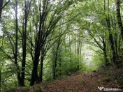 Proprietate rară în inima Retezatului – 5.700 mp teren intravilan 