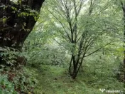 Proprietate rară în inima Retezatului – 5.700 mp teren intravilan 