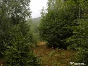 Proprietate rară în inima Retezatului – 5.700 mp teren intravilan 