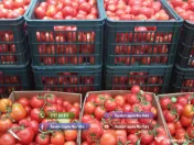 Vand rasaduri legume: Rasad de rosii ardei vinete castraveti salata varza telina