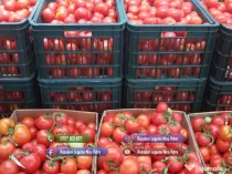 Vand rasaduri legume: Rasad de rosii ardei vinete castraveti salata varza telina