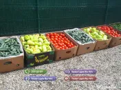 Vand rasaduri legume: Rasad de rosii ardei vinete castraveti salata varza telina