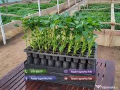 Vand rasaduri legume: Rasad de rosii ardei vinete castraveti salata varza telina