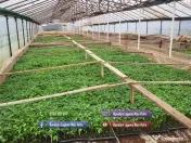 Vand rasaduri legume: Rasad de rosii ardei vinete castraveti salata varza telina