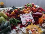 Vand rasaduri legume: Rasad de rosii ardei vinete castraveti salata varza telina