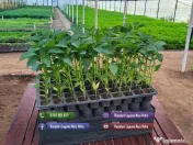 Rasaduri legume : Rasad rosii / tomate ardei castraveti vinete salata 