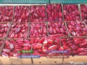 Rasaduri legume : Rasad rosii / tomate ardei castraveti vinete salata 