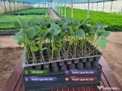 Rasaduri legume : Rasad rosii / tomate ardei castraveti vinete salata 