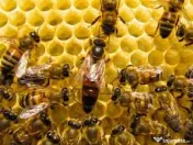 Stimulare dezvoltare familii de albine 