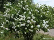 De vânzare trandafiri de dulceata Rosa x Alba la ghiveci 