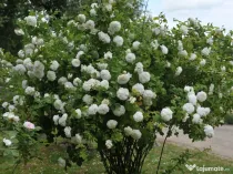 De vânzare trandafiri de dulceata Rosa x Alba la ghiveci