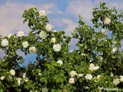 De vânzare trandafiri de dulceata Rosa x Alba la ghiveci 