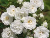 De vânzare trandafiri de dulceata Rosa x Alba la ghiveci 