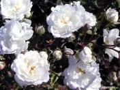 De vânzare trandafiri de dulceata Rosa x Alba la ghiveci 