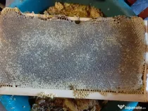 Familii de albine și roiuri de albine