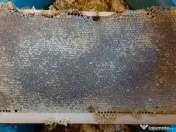 Familii de albine și roiuri de albine 