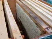 Familii de albine și roiuri de albine 