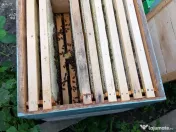 Familii de albine și roiuri de albine 