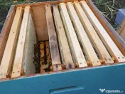 Familii de albine și roiuri de albine 