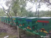 Familii de albine și roiuri de albine 