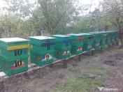 Familii de albine și roiuri de albine 