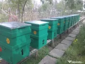 Familii de albine și roiuri de albine 